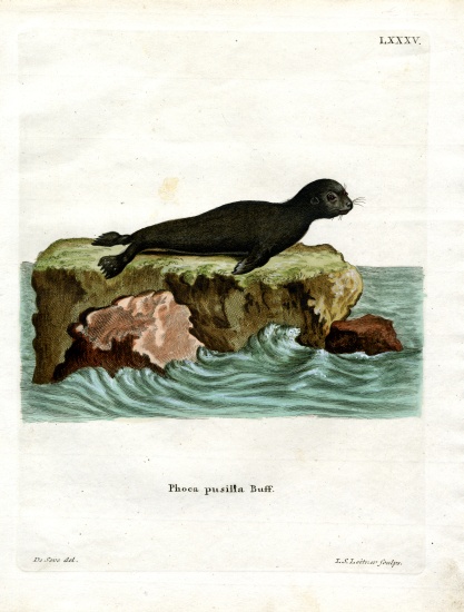 Brown Fur Seal od German School, (19th century)