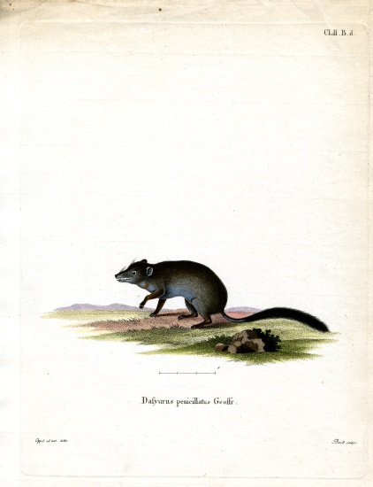 Brush-tailed Phascogale od German School, (19th century)