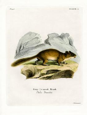 Bushy-tailed Woodrat