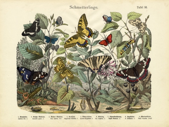 Butterflies, c.1860 od German School, (19th century)