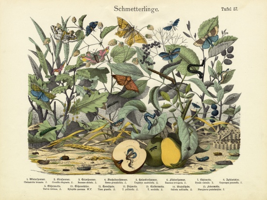 Butterflies, c.1860 od German School, (19th century)