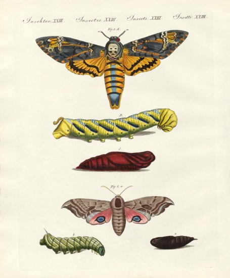 Butterflies -- twilight butterflies od German School, (19th century)