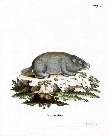 Cape Dune Mole Rat od German School, (19th century)