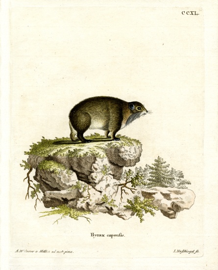 Cape Hyrax od German School, (19th century)