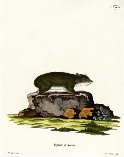 Cape Hyrax od German School, (19th century)
