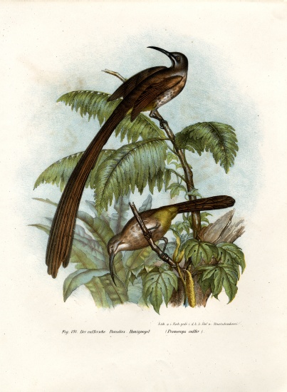 Cape Sugarbird od German School, (19th century)