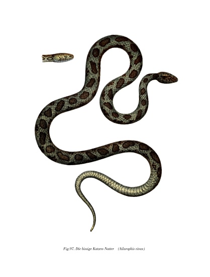 Cat Snake od German School, (19th century)