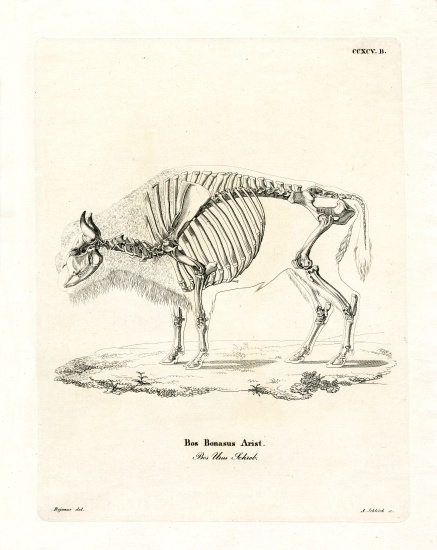 Cattle Skeleton od German School, (19th century)