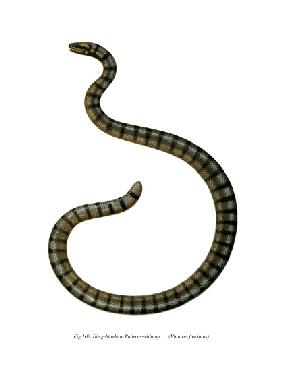 Chinese Sea Snake