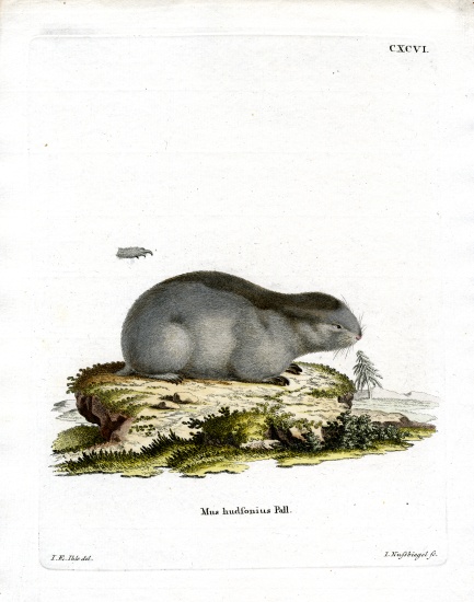Collared Lemming od German School, (19th century)