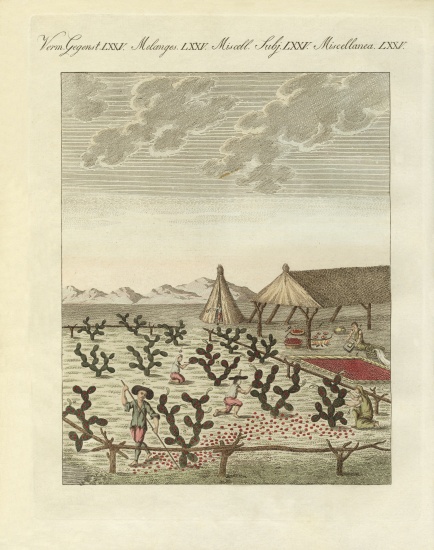 Collecting cochenilles od German School, (19th century)
