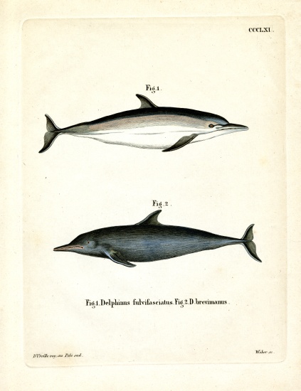 Common Dolphin od German School, (19th century)