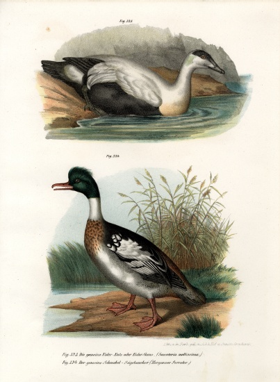 Common Eider Duck od German School, (19th century)