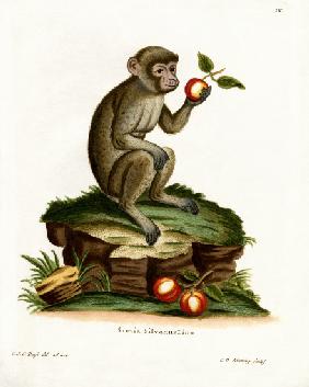 Common Macaque