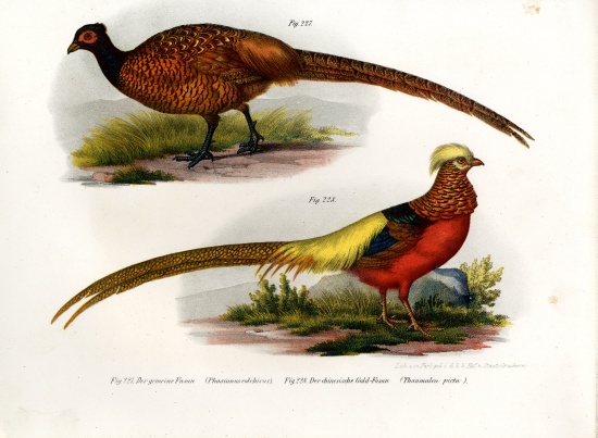 Common Pheasant od German School, (19th century)