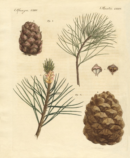 Coniferous woods with eatable fruits od German School, (19th century)
