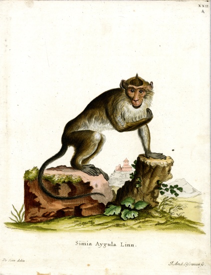 Crab-eating Macaque od German School, (19th century)