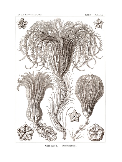 Crinoidea od German School, (19th century)