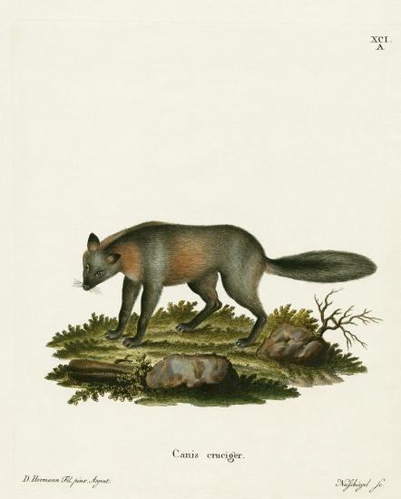 Cross Fox od German School, (19th century)