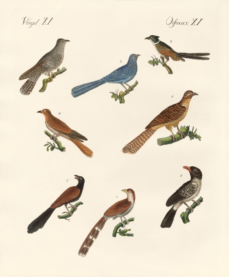 Cuckoos from various countries od German School, (19th century)