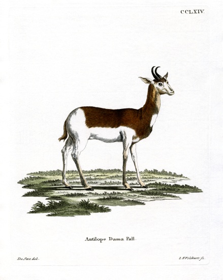 Dama Gazelle od German School, (19th century)