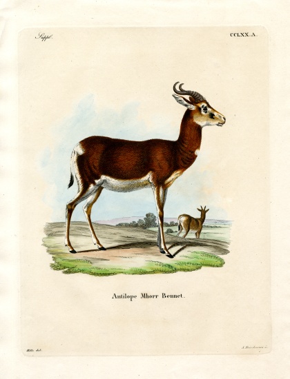 Dama Gazelle od German School, (19th century)