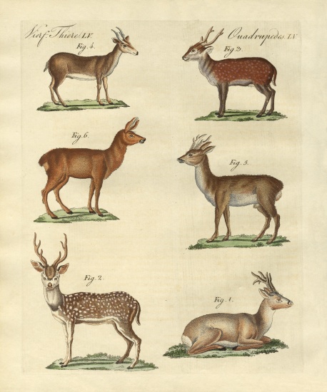 Deers and fawns od German School, (19th century)