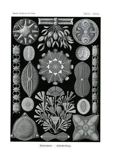 Diatomea od German School, (19th century)