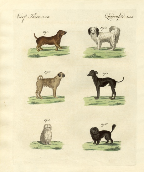 Different kinds of dogs od German School, (19th century)