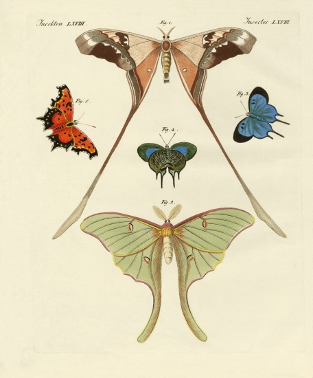 Different kinds of foreign butterflies od German School, (19th century)