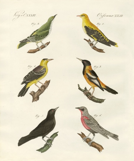 Different kinds of golden oriole od German School, (19th century)