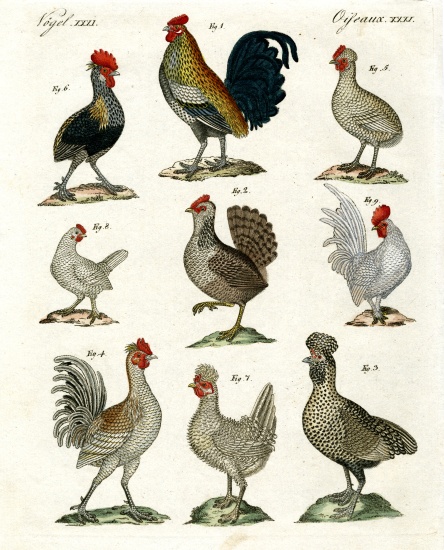 Different kinds of hens od German School, (19th century)
