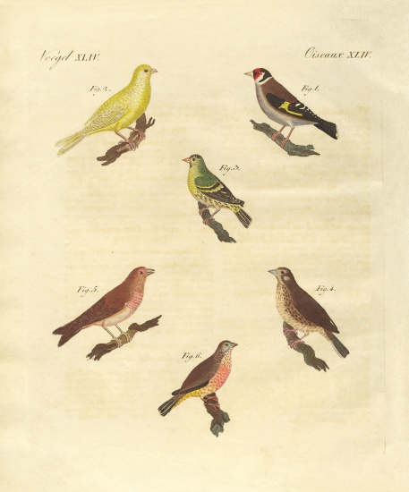 Different kinds of larks od German School, (19th century)