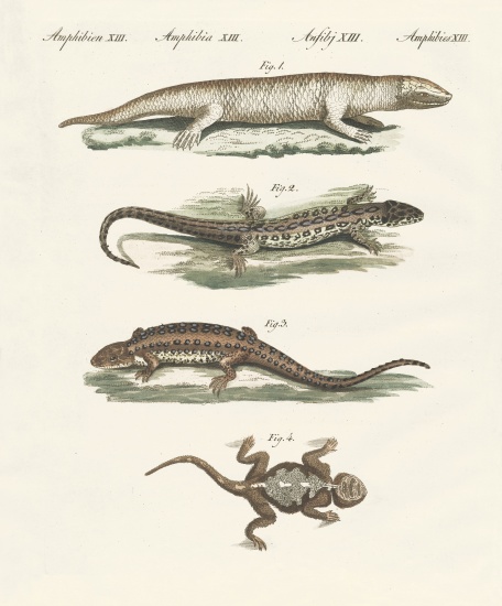 Different kinds of lizards od German School, (19th century)