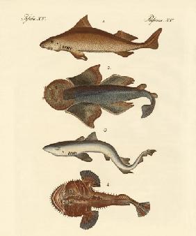 Different kinds of sharks