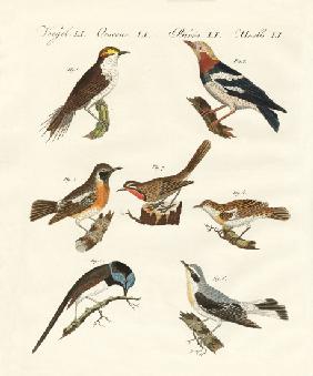 Different kinds of warbler