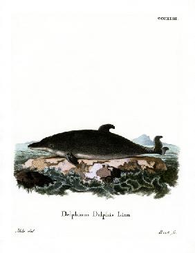 Dolphin