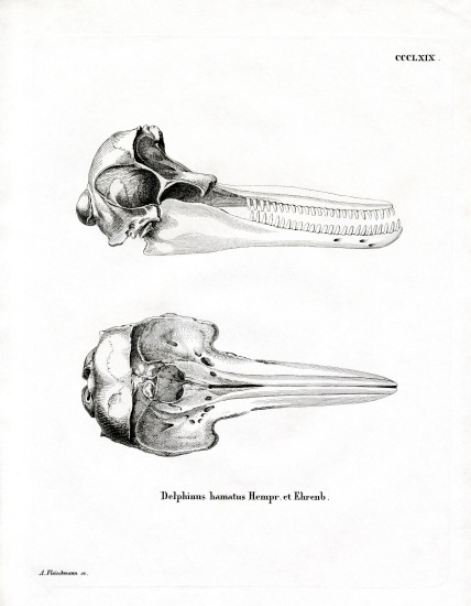 Dolphin Skull od German School, (19th century)