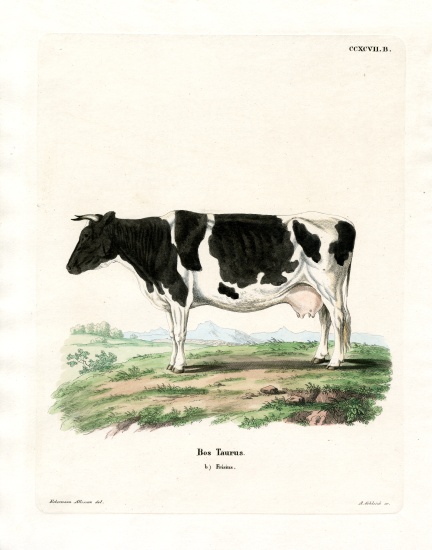 Domestic Cattle od German School, (19th century)