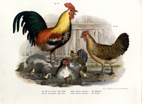 Domestic Fowl od German School, (19th century)