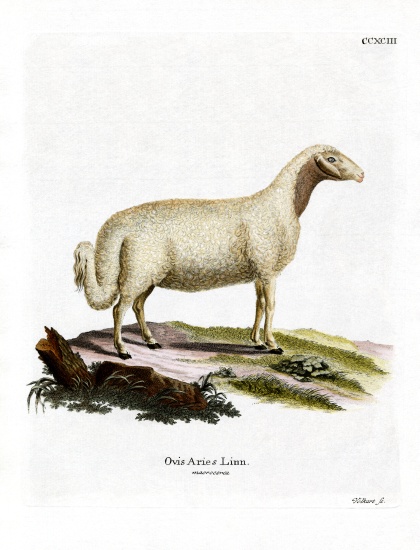 Domestic Sheep od German School, (19th century)