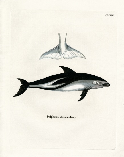 Dusky Dolphin od German School, (19th century)