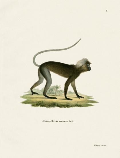 Dusky Leaf Monkey od German School, (19th century)