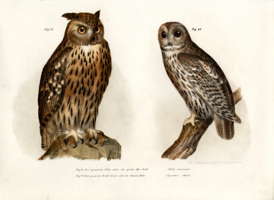 Eagle Owl od German School, (19th century)