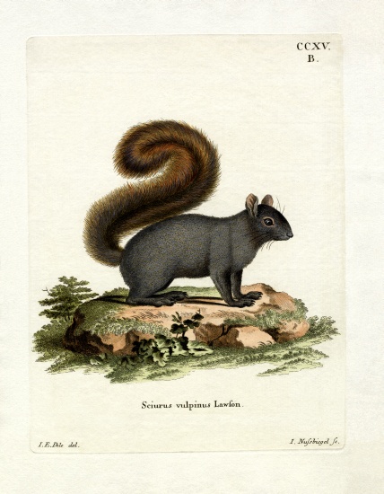 Eastern Fox Squirrel od German School, (19th century)