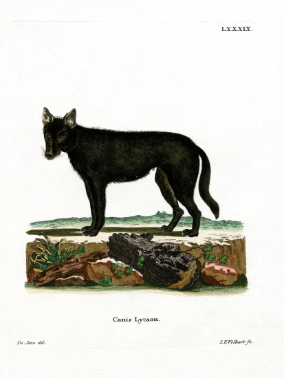 Eastern Timber Wolf od German School, (19th century)