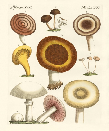 Eatable mushrooms od German School, (19th century)