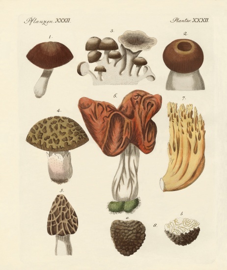 Eatable mushrooms od German School, (19th century)