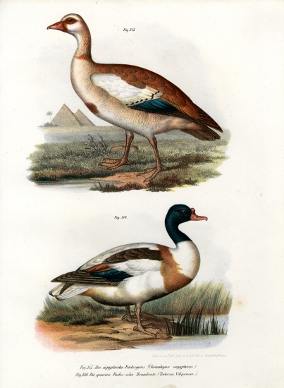 Egyptian Goose od German School, (19th century)