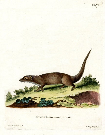Egyptian Mongoose od German School, (19th century)